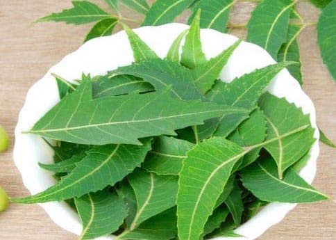 Fresh Neem Leaves - 300 Leaves