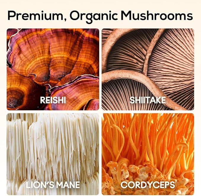 TrueMushroom - Immunity, Focus & Memory, Energy Mushroom Gummies with Lion’s Mane, Cordyceps, Reishi, Shiitake All-Natural Supplement with Ginger & Turmeric. Ginger Mango Flavor (60 Count)