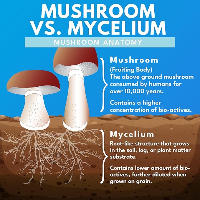 Reishi Mushroom Capsules - 100% Fruiting Body - Concentrated Organic Reishi Extract for Immune Support & Core Wellness - No Mycelia & No Grain - 60 Vegan Capsules
