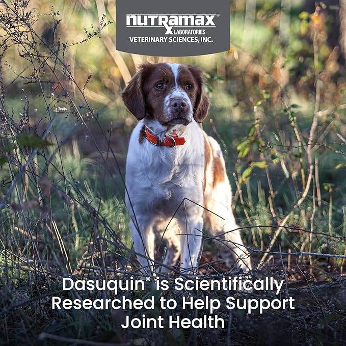 Nutramax Laboratories Dasuquin with MSM Soft Chews Small/Medium Dog 84 Count, brown