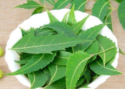Fresh Neem Leaves - 300 Leaves
