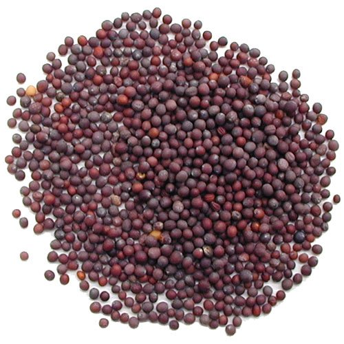 Pride of India | Black Mustard Seed 10 oz (283 gm) Medium Dual Sifter Bottle | Gourmet & Vegan Indian Spice | Pungent/Spicy Flavor | Dry Seasoning | Gluten Free & Non-Bioengineered | Easy to Use