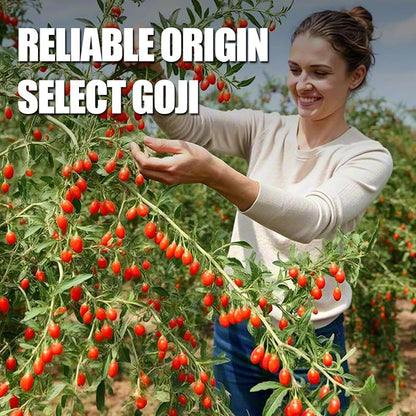Ternio Organics Goji Berries - 8.47oz/240g - 100% Natural Goji Berries - No Sulfates and Additives - Large Berries - Suitable for Making Goji berry tea, Powder, Oat Food and Snacks.