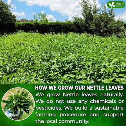 FreshDrinkUS, Premium 135 Nettle Leaf Tea Bags, 100% Natural & Pure, Stinging Nettle Leaf Tea, Nettle Leaf Tea, Burn Nettle, Stinging Nettle, Nettle Tea, Stinger Tea, No Sugar/ Caffeine & Gluten, Vegan