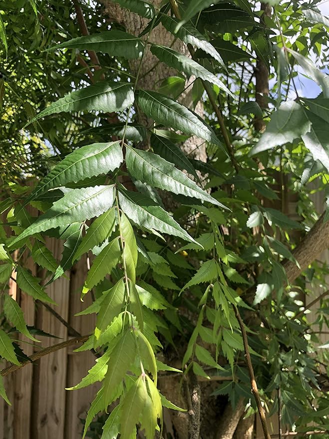 Fresh Neem Leaves - 300 Leaves