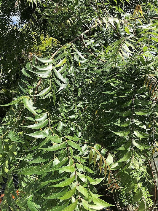 Fresh Neem Leaves - 300 Leaves